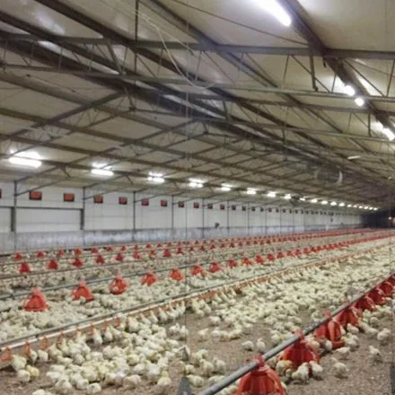 Poultry House Lighting supplier