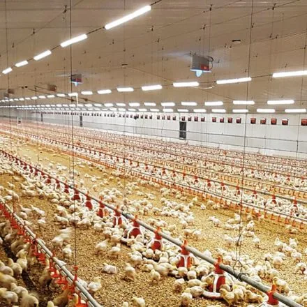 Poultry House Lighting
