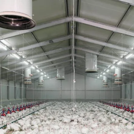 Poultry House Lighting (3) Poultry House Lighting