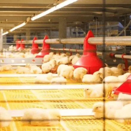 Iluminação de Casa de Aves