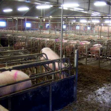 IP65 Batten-Leuchte für landwirtschaftliche Betriebe (3)