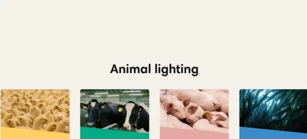 Hato Poultry lighting