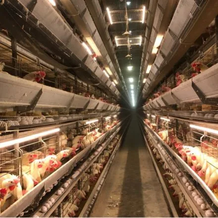 Poultry House Lighting supplier