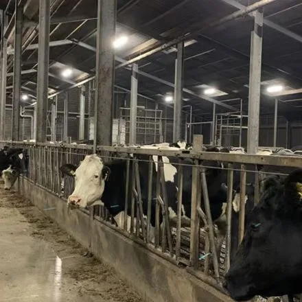 cattle shed lighting