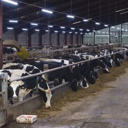 cow shed lighting