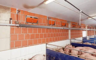 pig house lighting